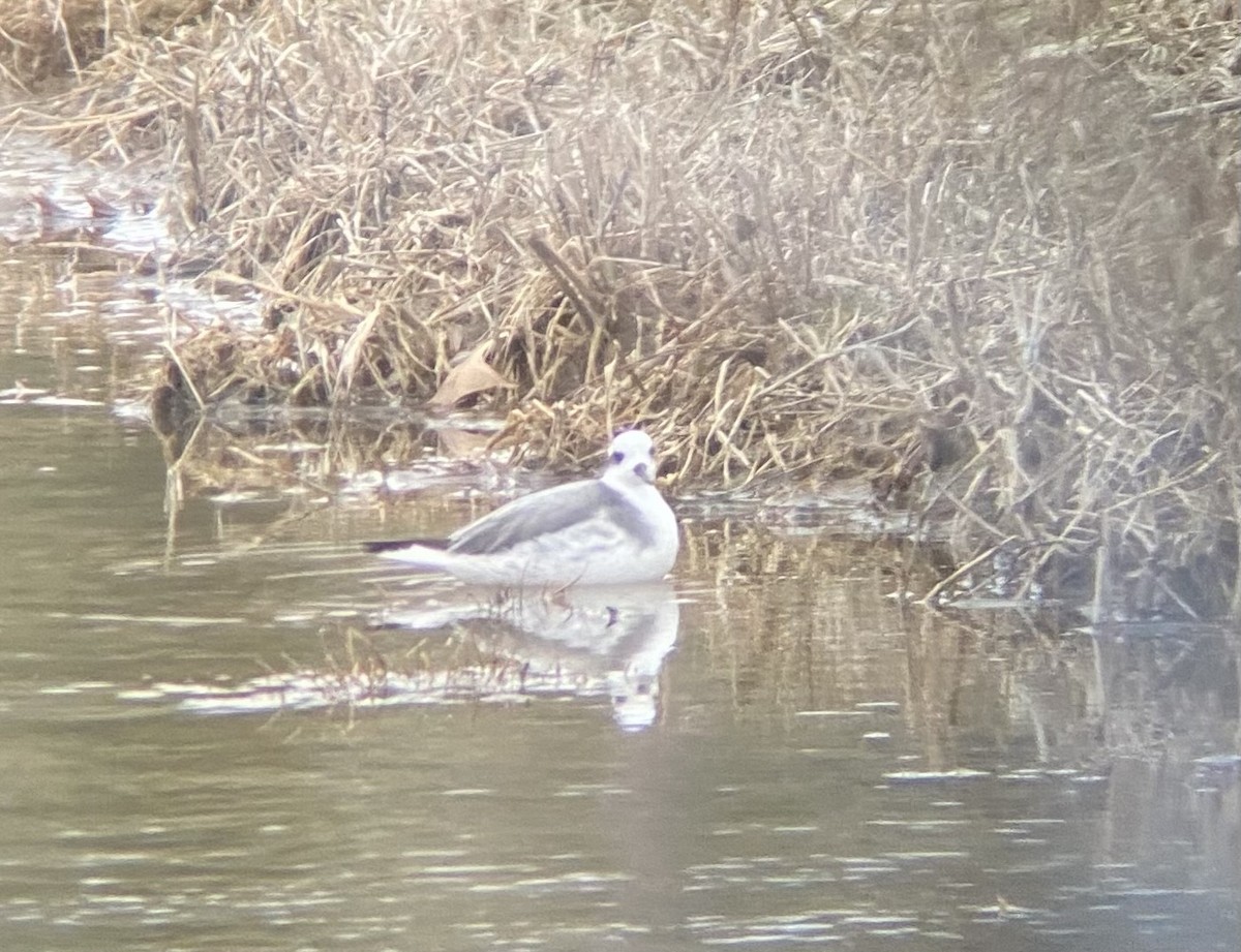 Red Phalarope - ML627947456