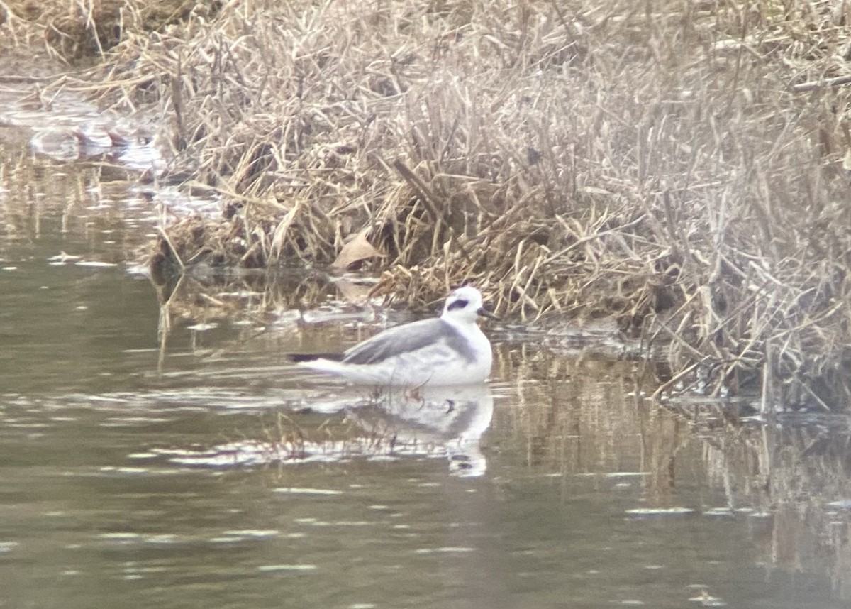 Red Phalarope - ML627947457