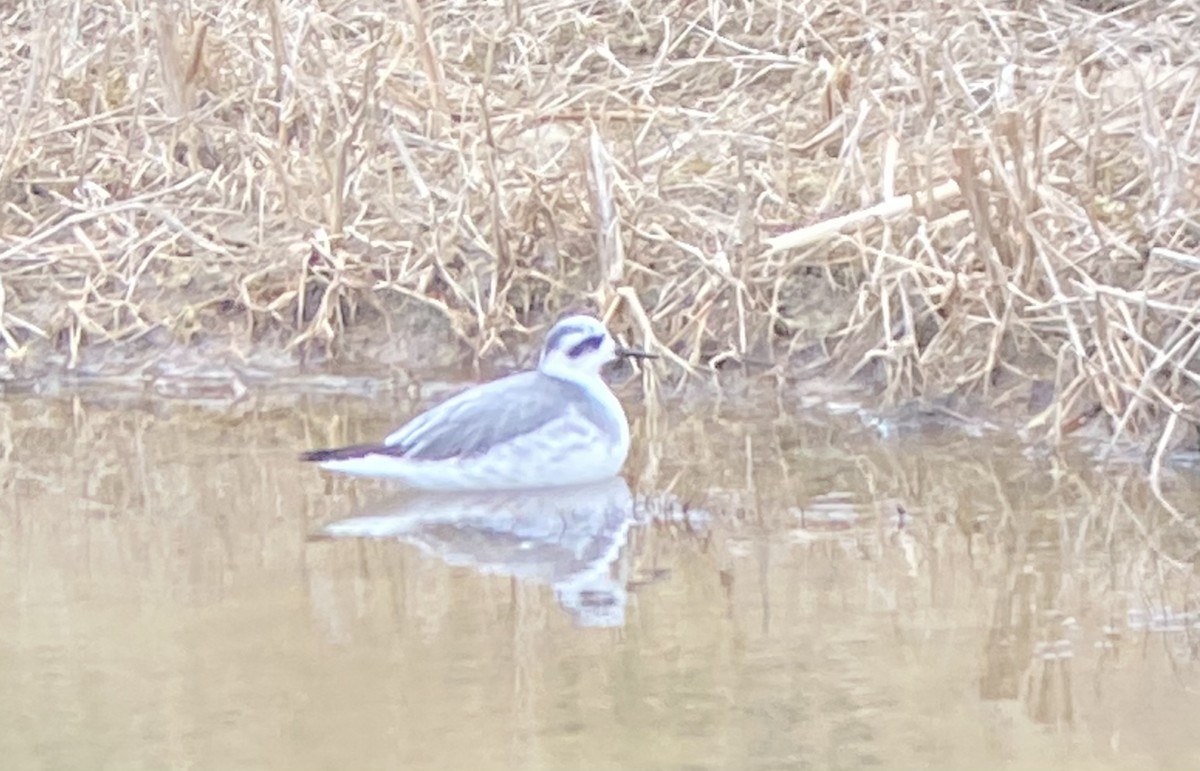 Red Phalarope - ML627947458