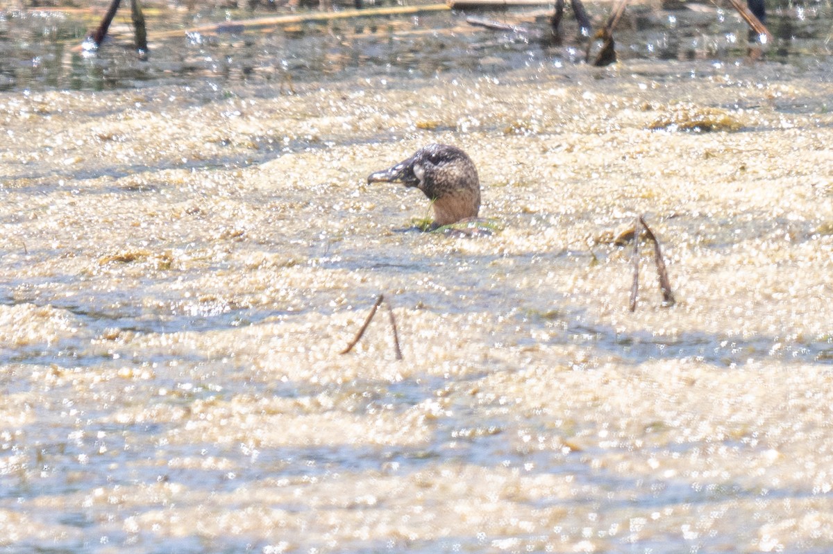 White-backed Duck - ML627947473