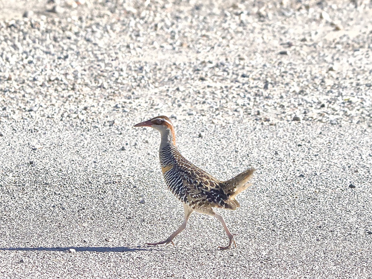 Buff-banded Rail - ML627947493