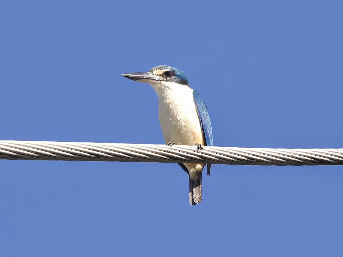 Sacred Kingfisher - ML627947498