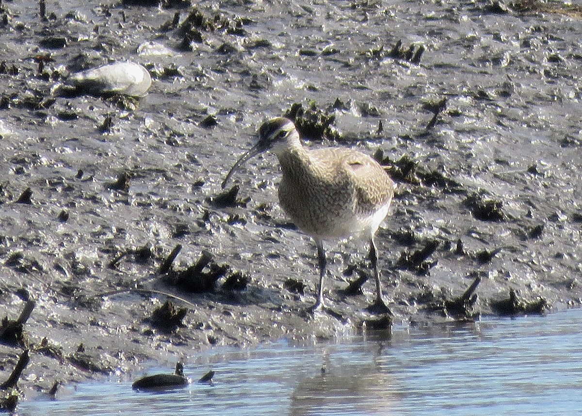 Regenbrachvogel - ML627947512