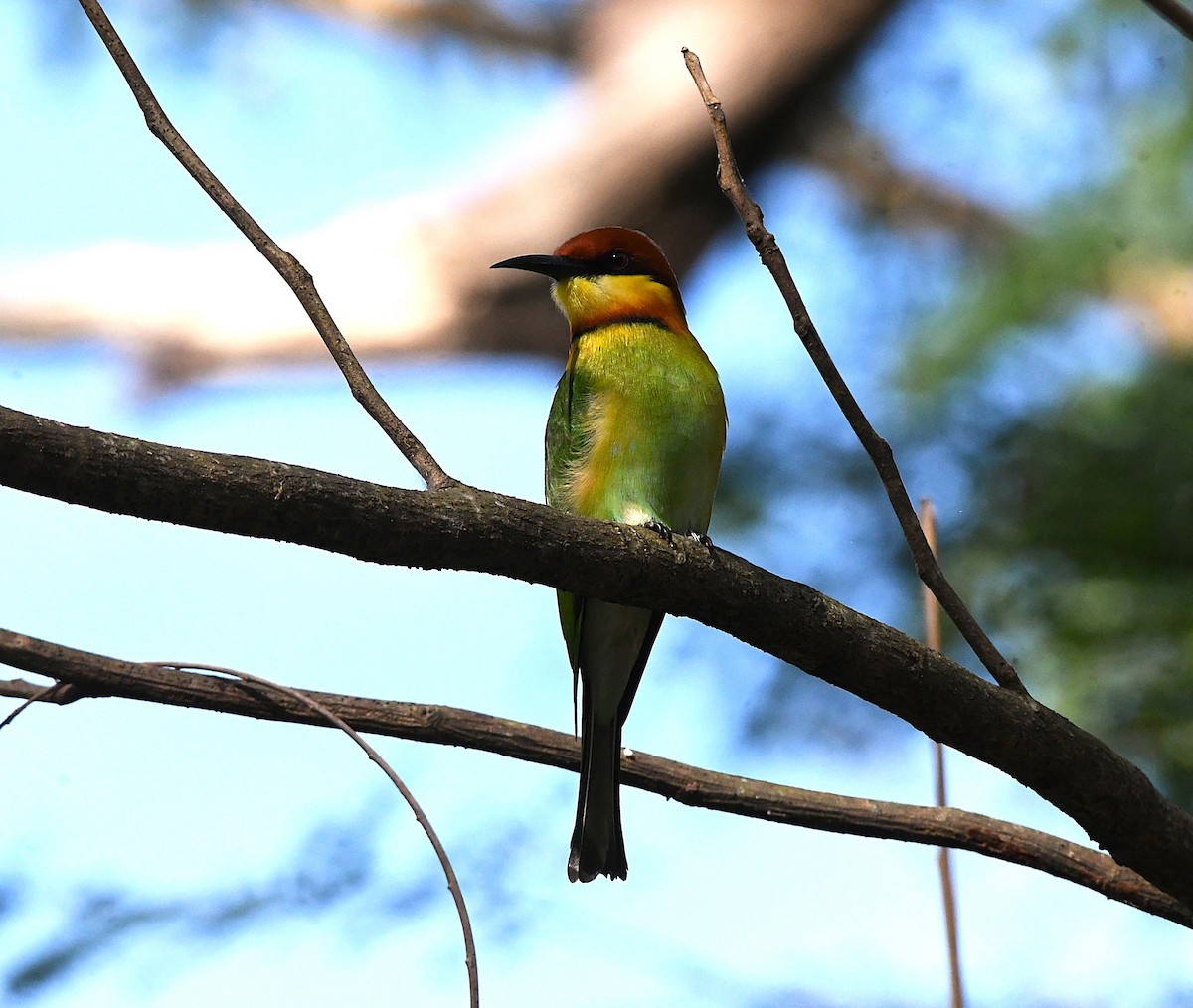 Chestnut-headed Bee-eater - ML627947515