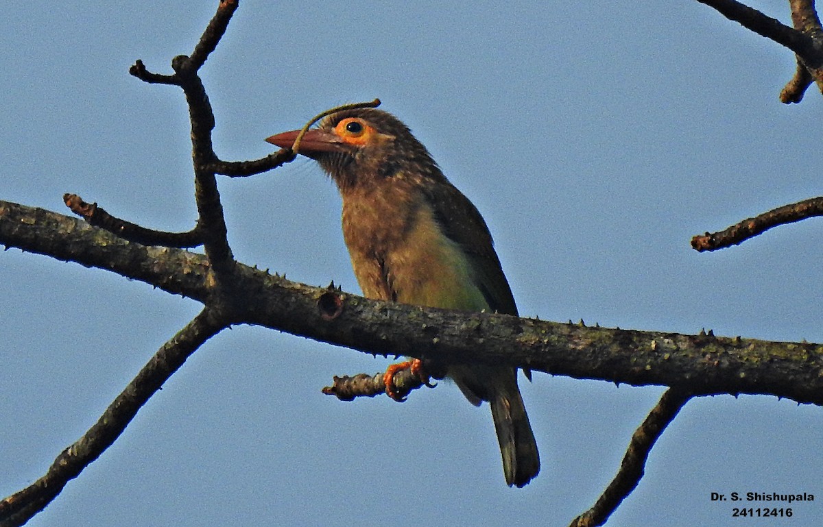 Brown-headed Barbet - ML627947529