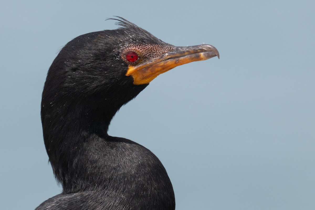 Crowned Cormorant - ML627947573