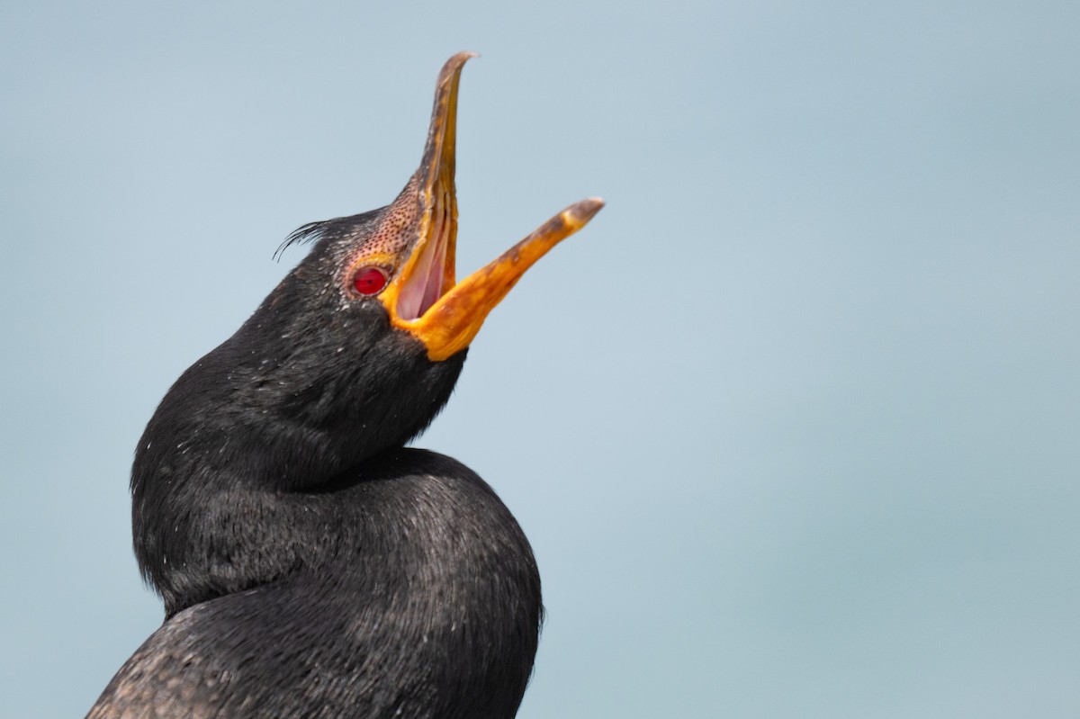 Crowned Cormorant - ML627947595