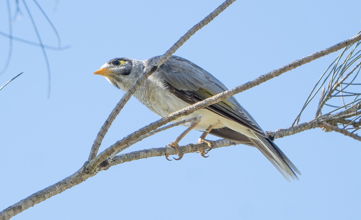 Noisy Miner - ML627947631