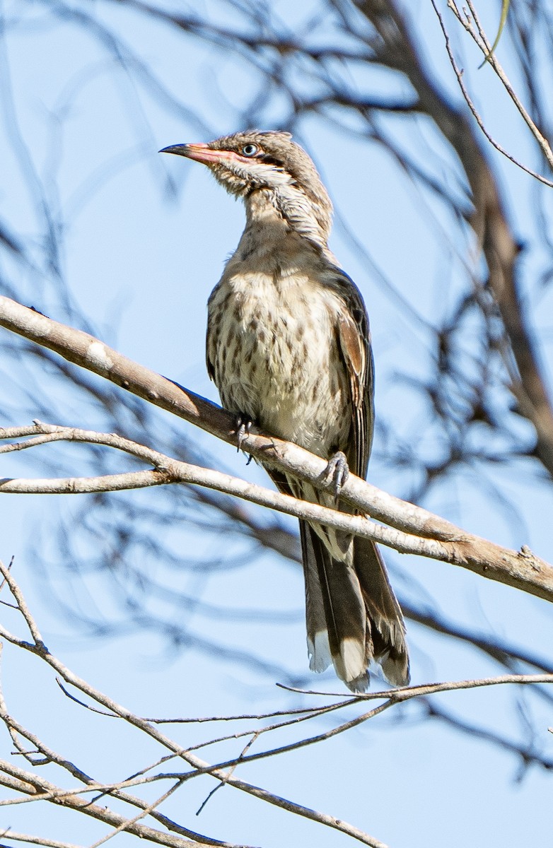 Spiny-cheeked Honeyeater - ML627947646