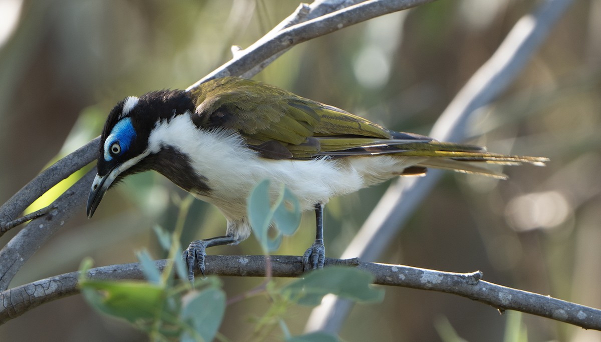 Blue-faced Honeyeater - ML627947659