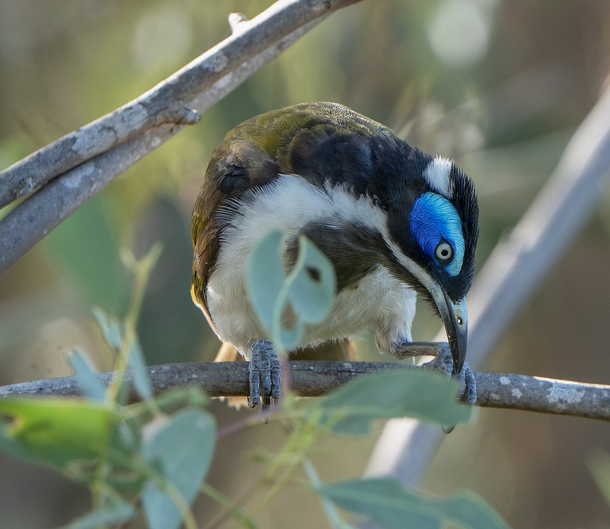 Blue-faced Honeyeater - ML627947668