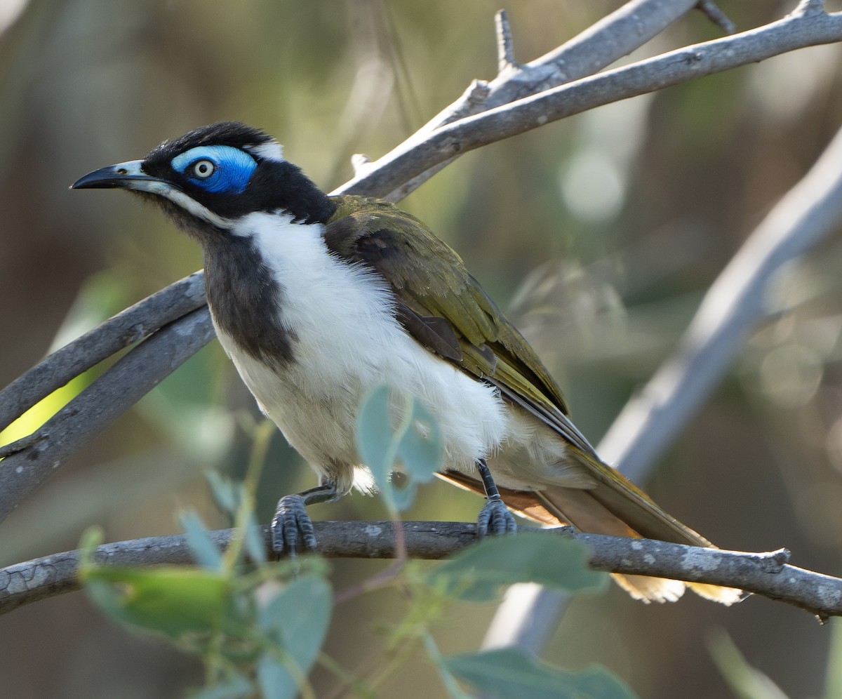 Blue-faced Honeyeater - ML627947669