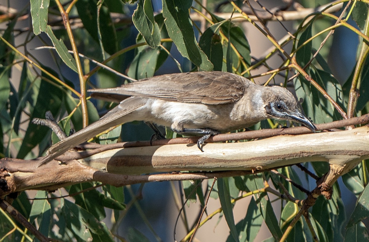 Little Friarbird - ML627947675