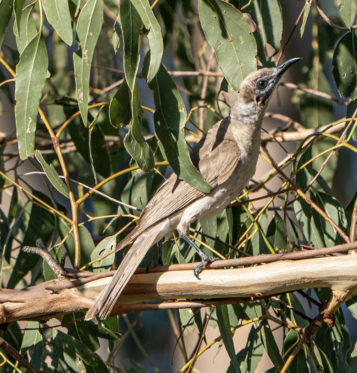 Little Friarbird - ML627947676