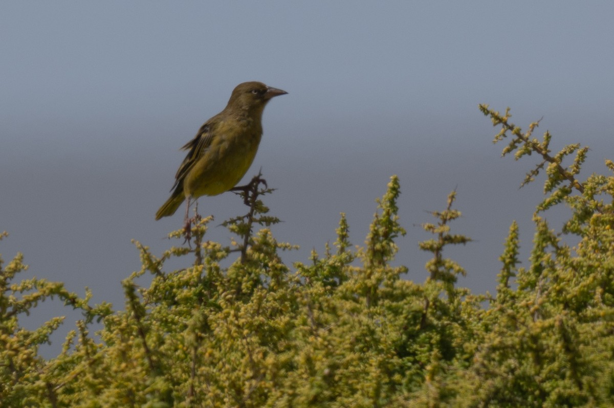 Cape Weaver - ML627947679