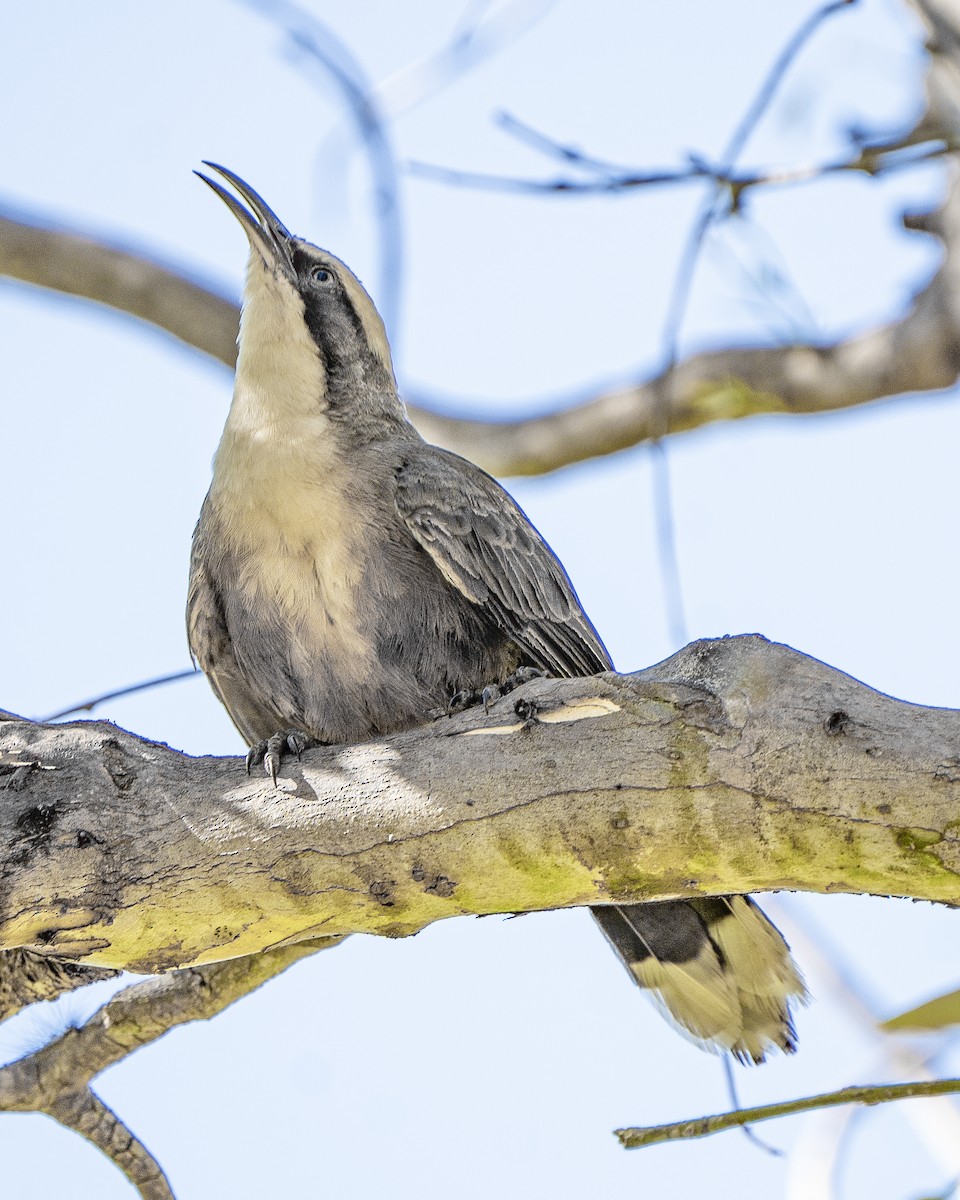 Gray-crowned Babbler - ML627947688