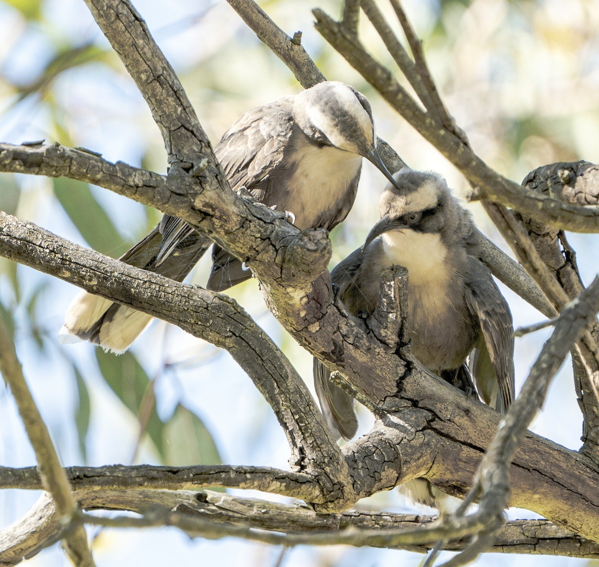 Gray-crowned Babbler - ML627947695