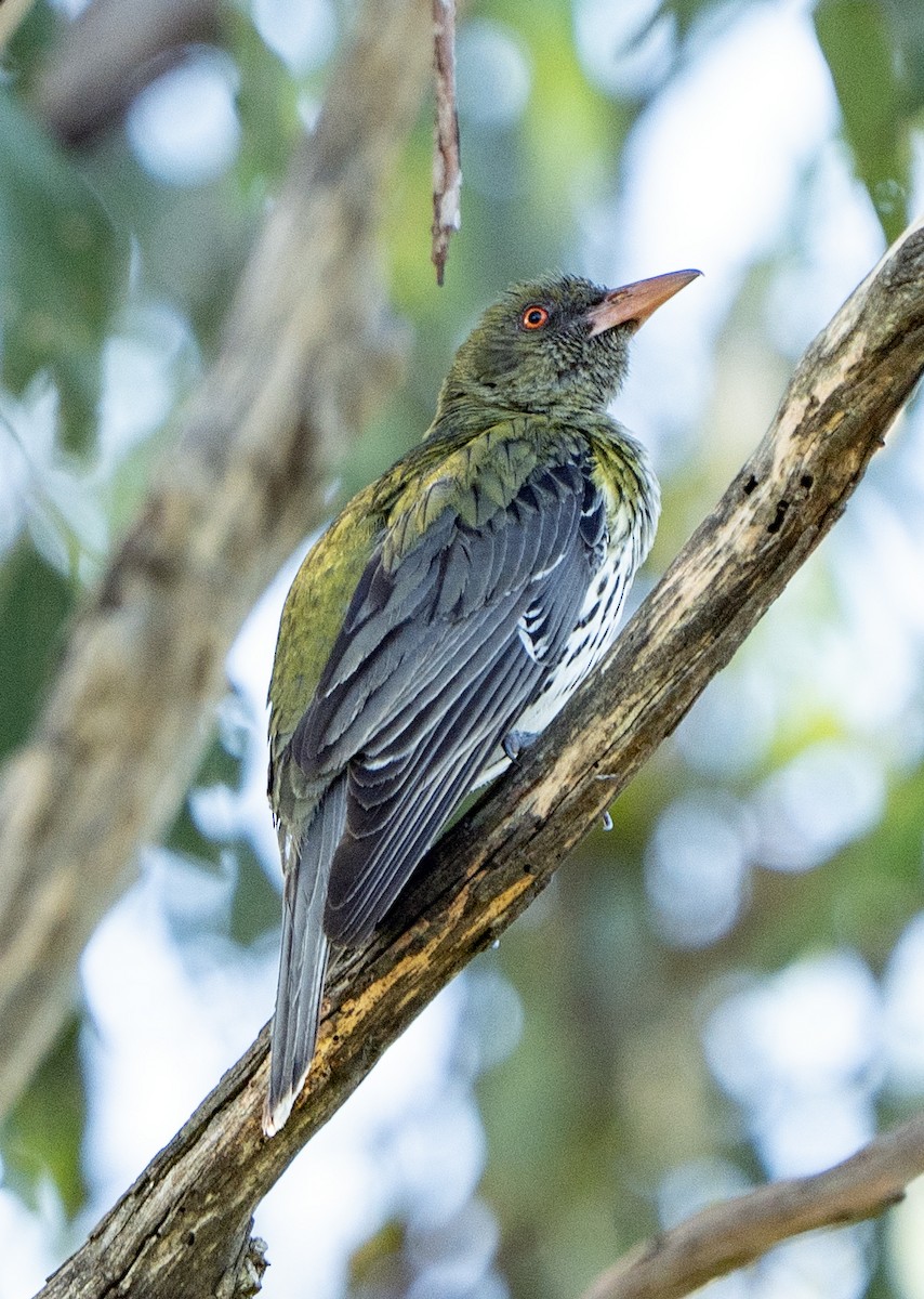 Olive-backed Oriole - ML627947714