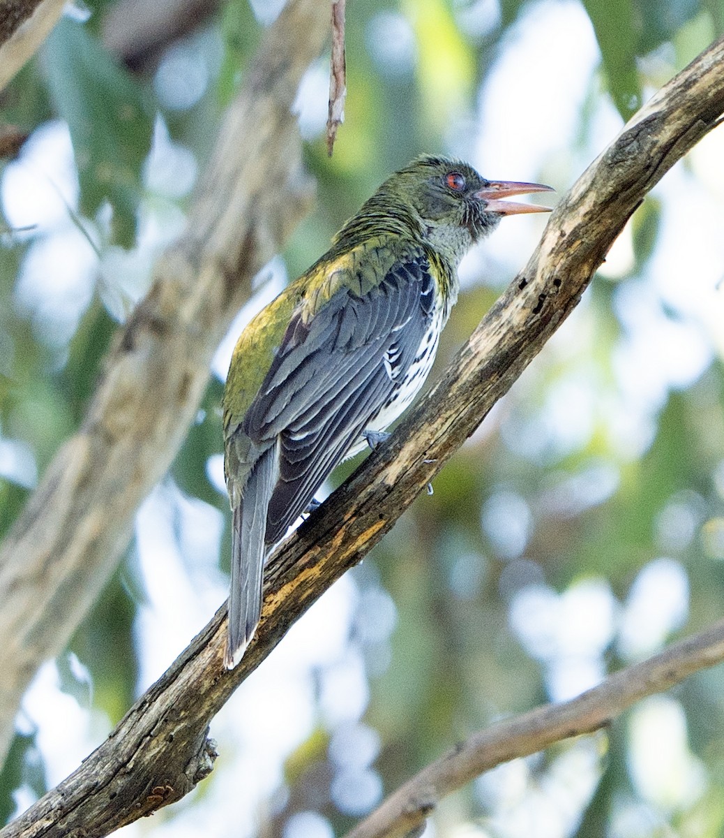 Olive-backed Oriole - ML627947716