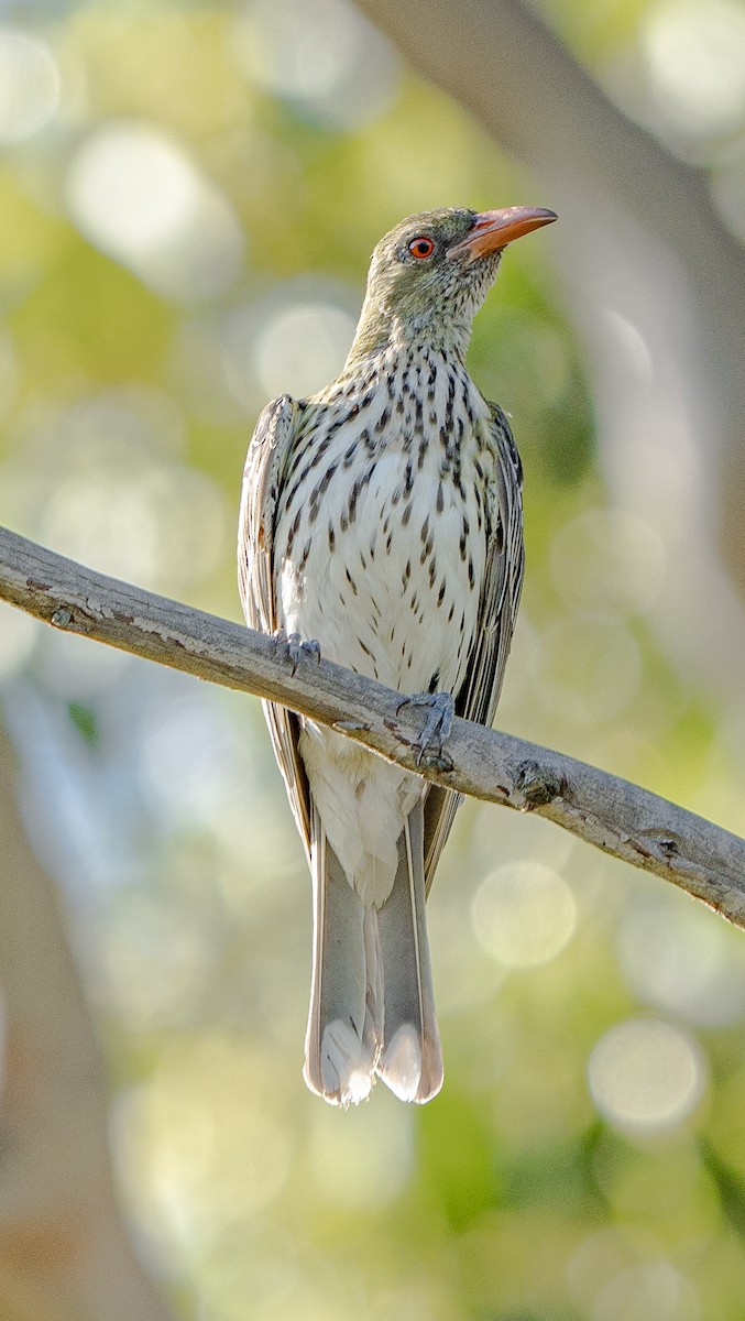 Olive-backed Oriole - ML627947717