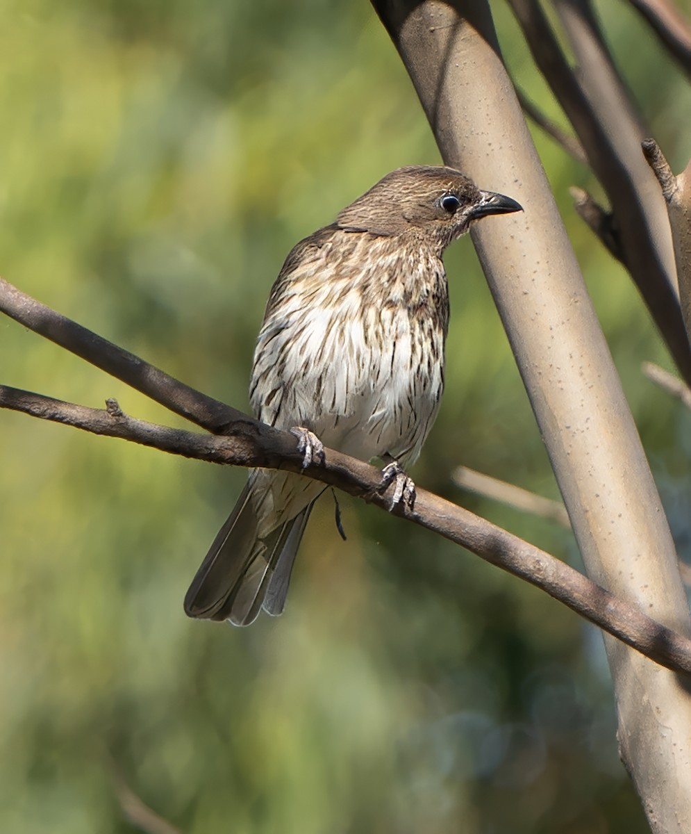 Australasian Figbird - ML627947726