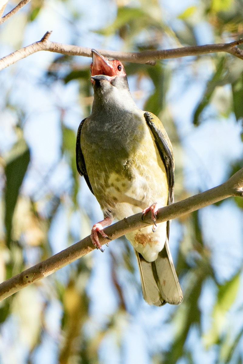 Australasian Figbird - ML627947727