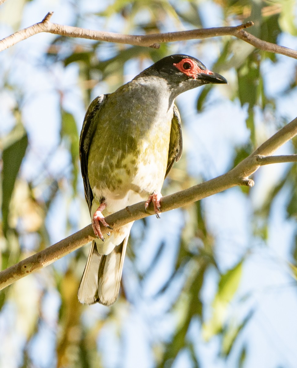 Australasian Figbird - ML627947728