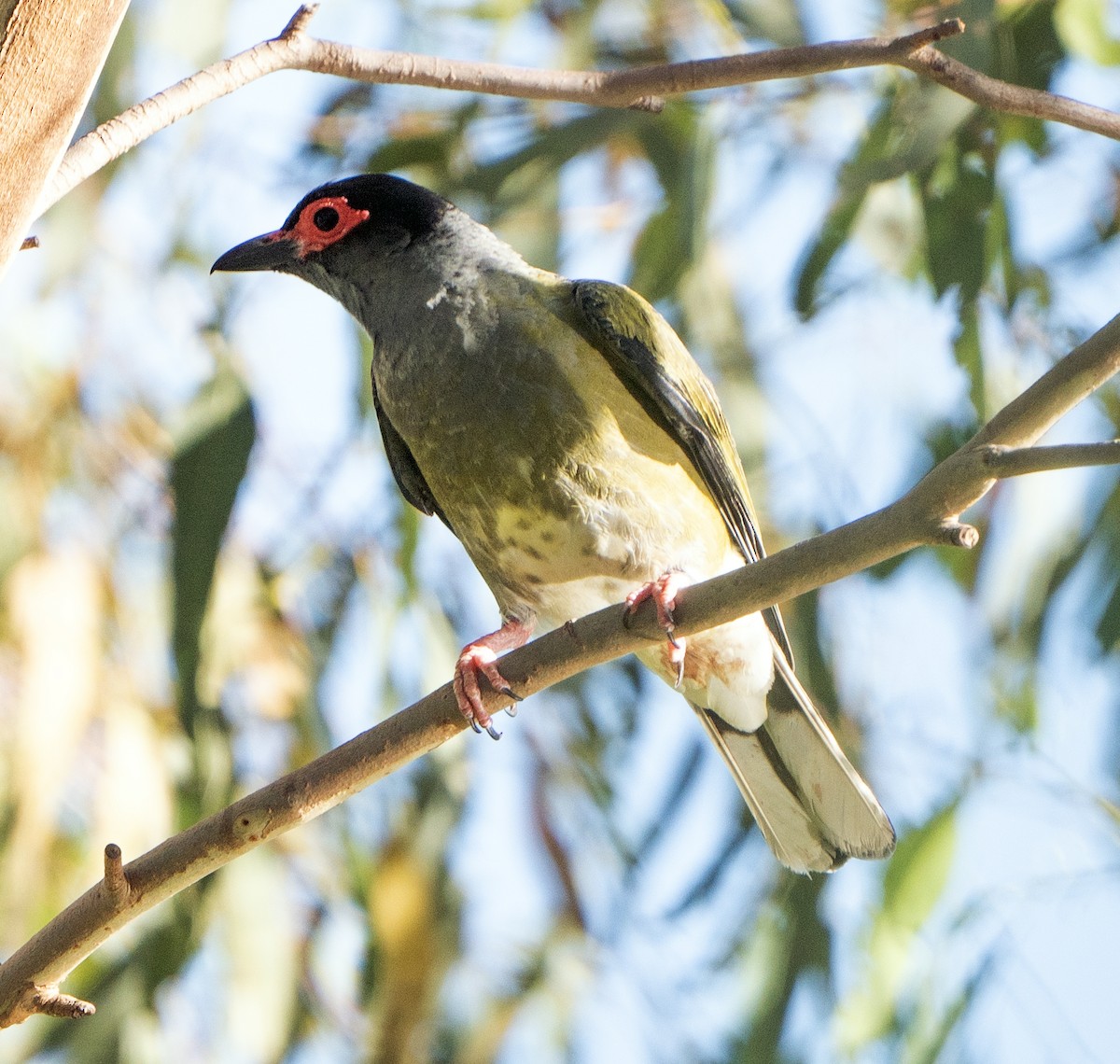 Australasian Figbird - ML627947729