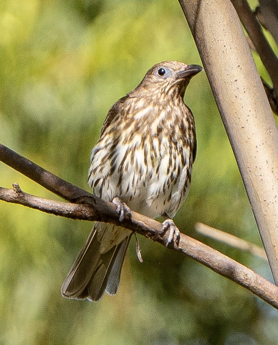 Australasian Figbird - ML627947730