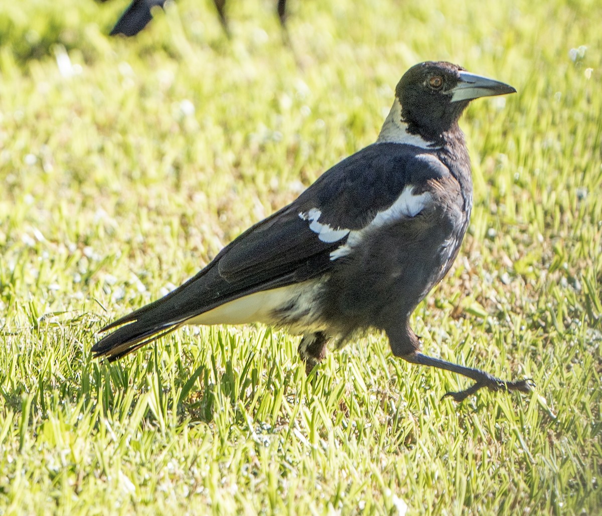 Australian Magpie - ML627947741