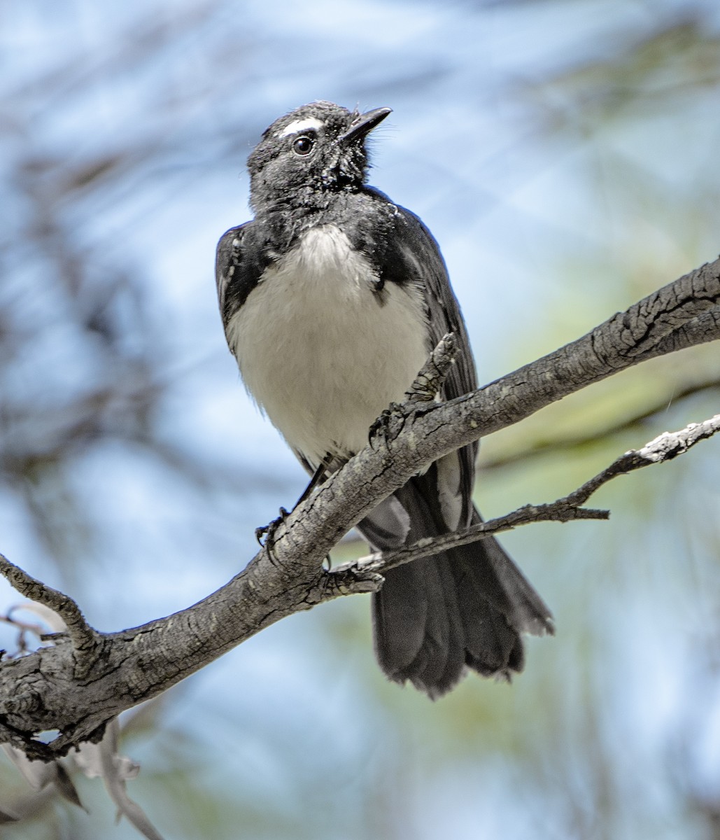 Willie-wagtail - ML627947784