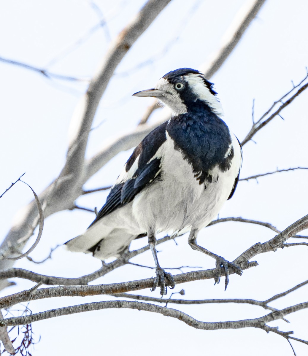 Magpie-lark - ML627947791