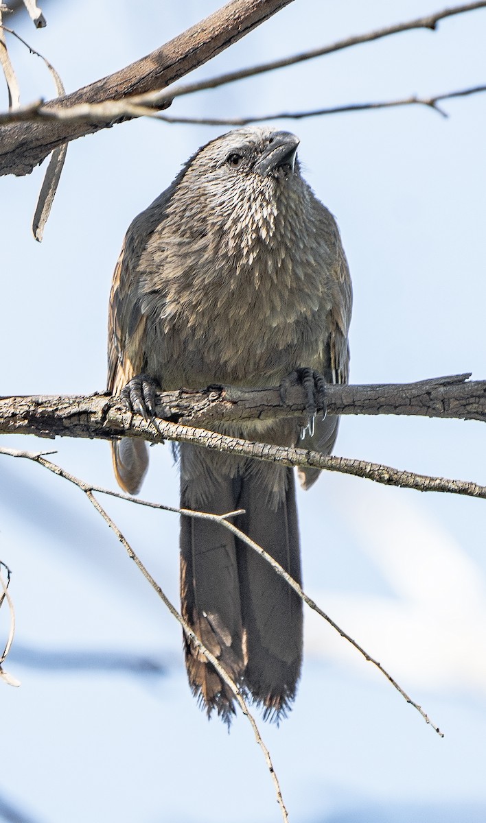 Apostlebird - ML627947798