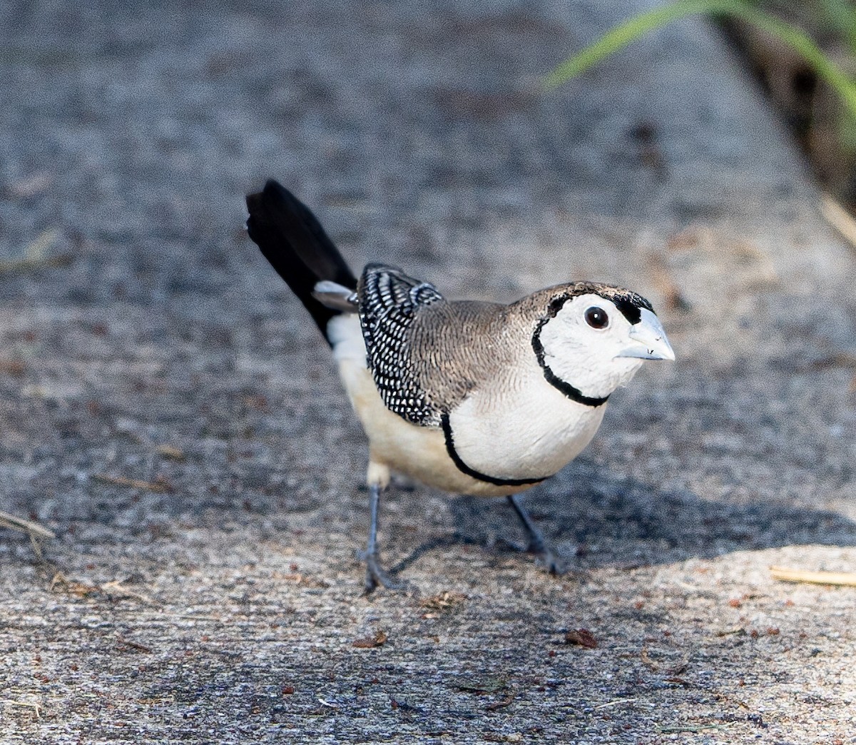 Double-barred Finch - ML627947816