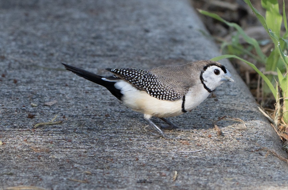 Double-barred Finch - ML627947817