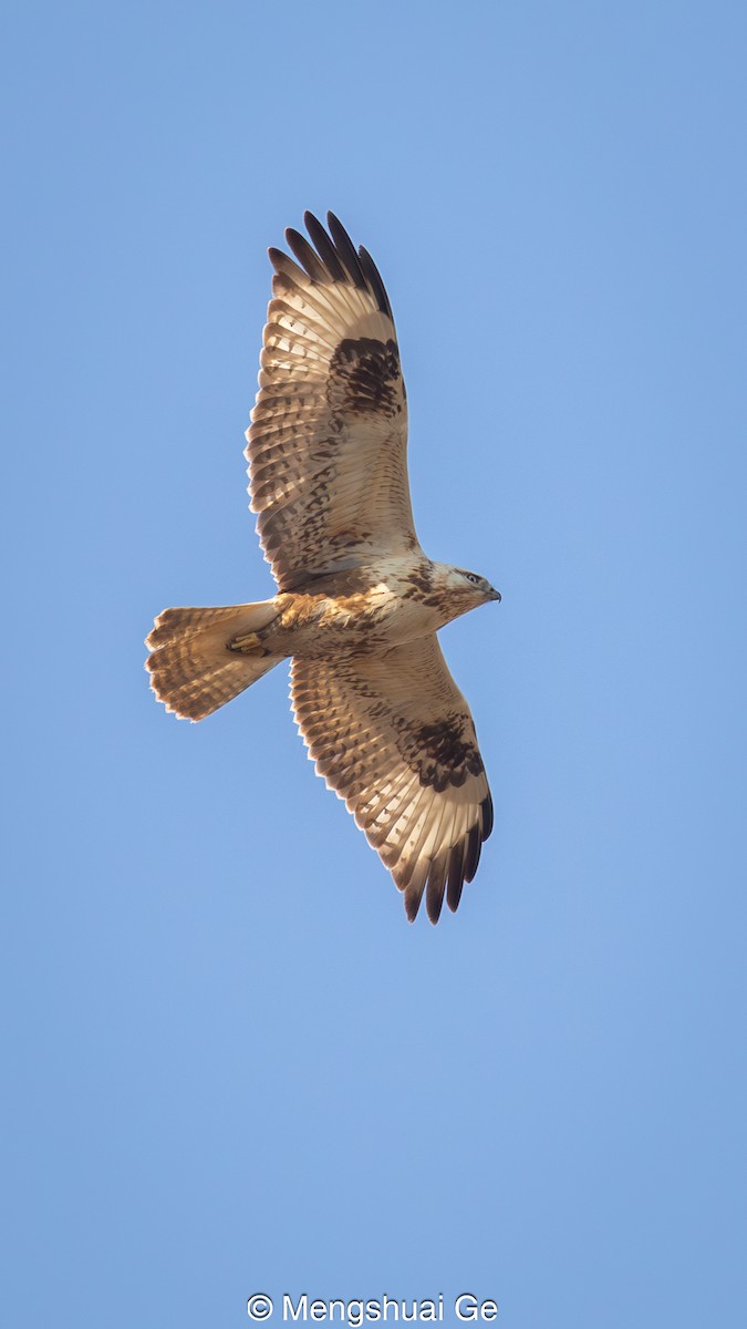 Upland Buzzard - ML627947877