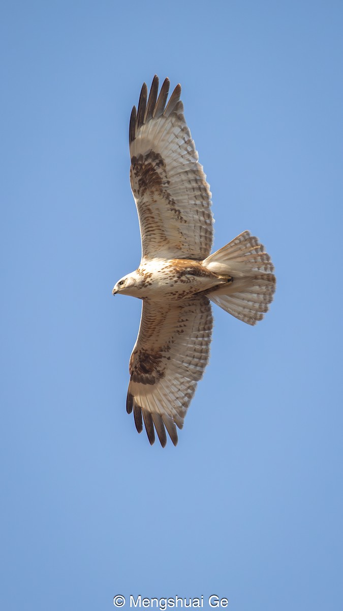 Upland Buzzard - ML627947878