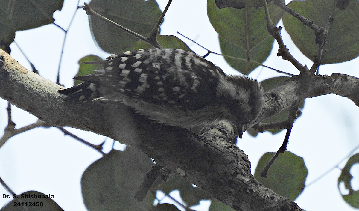 Brown-capped Pygmy Woodpecker - ML627947928