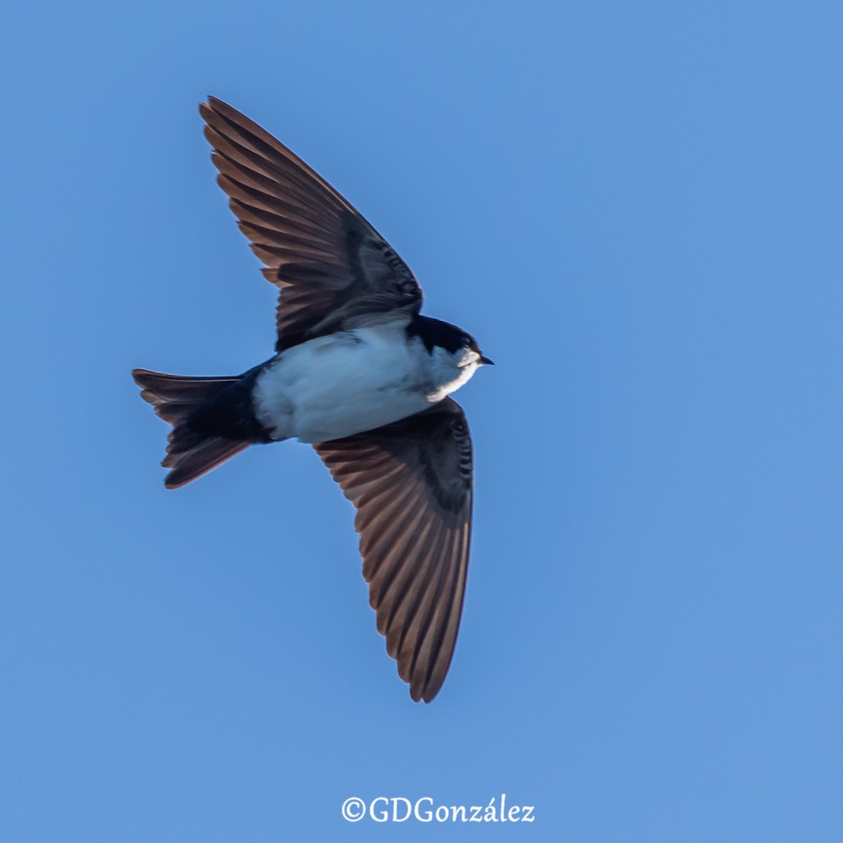 Golondrina Chilena - ML627947958