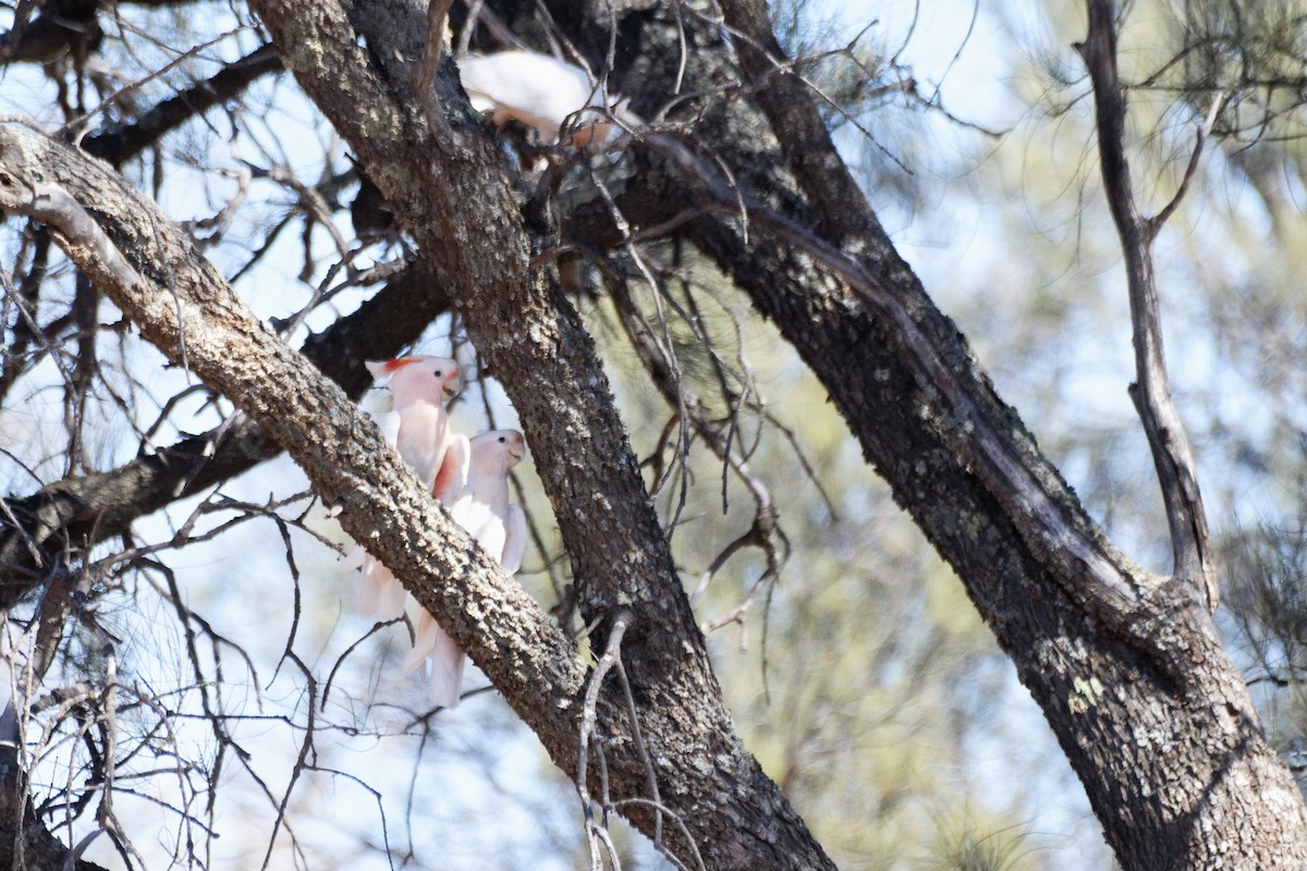 Pink Cockatoo - ML627948029