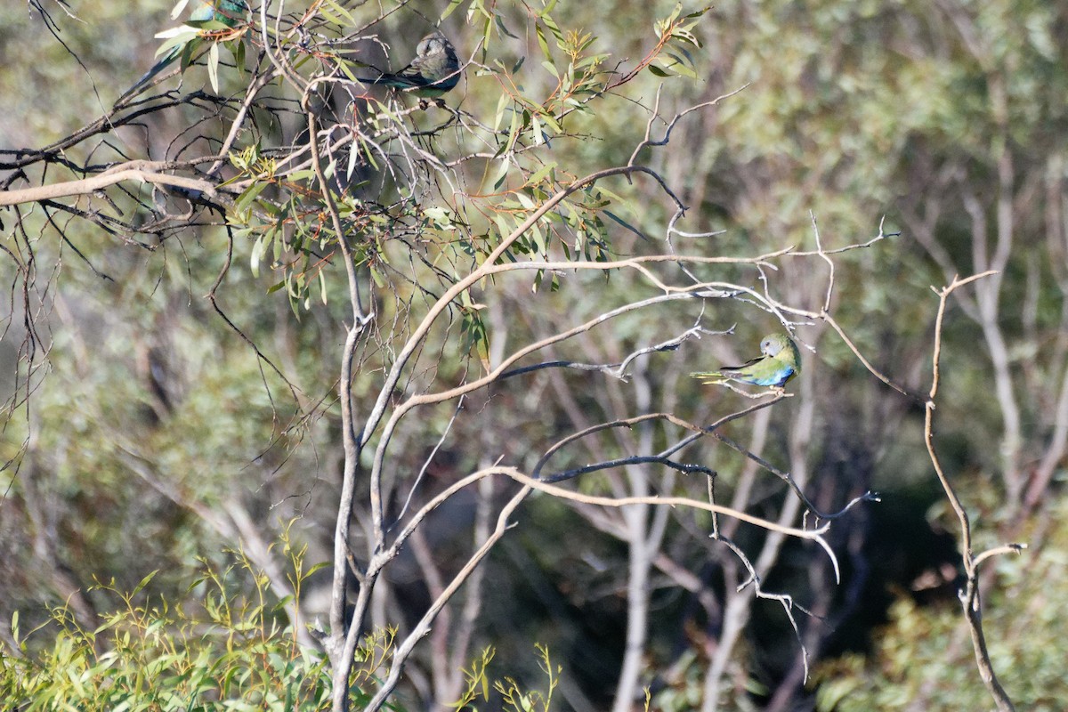 Scarlet-chested Parrot - ML627948035