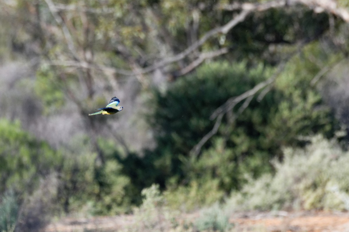 Scarlet-chested Parrot - ML627948036
