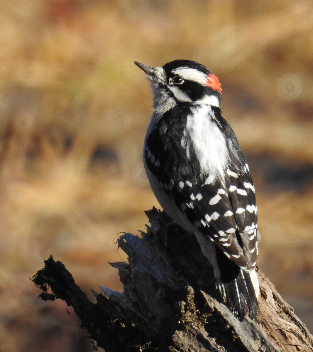Downy Woodpecker - ML627948100