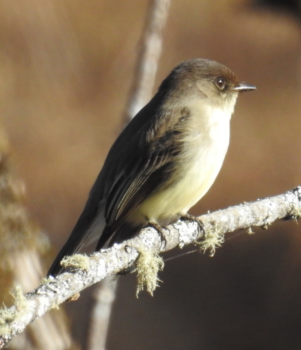Eastern Phoebe - ML627948103