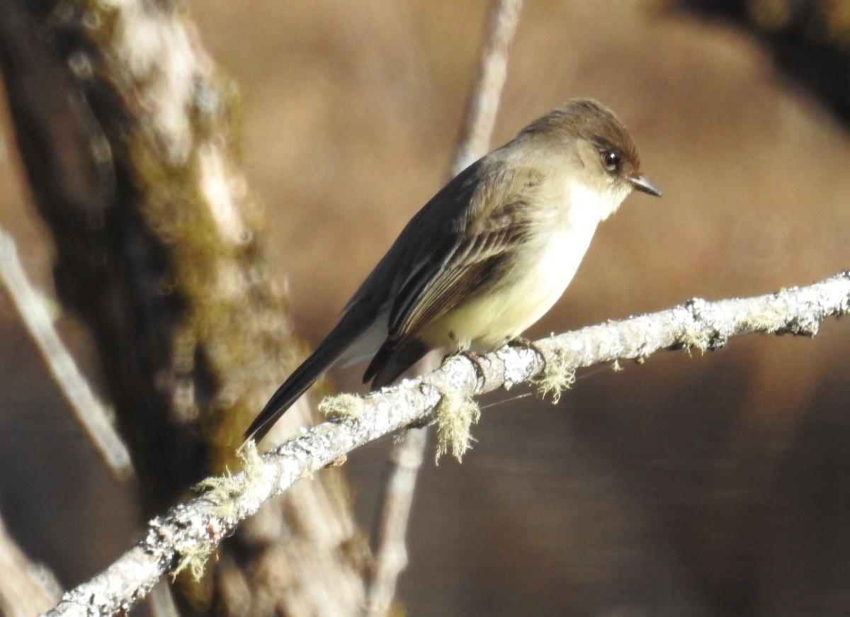 Eastern Phoebe - ML627948105