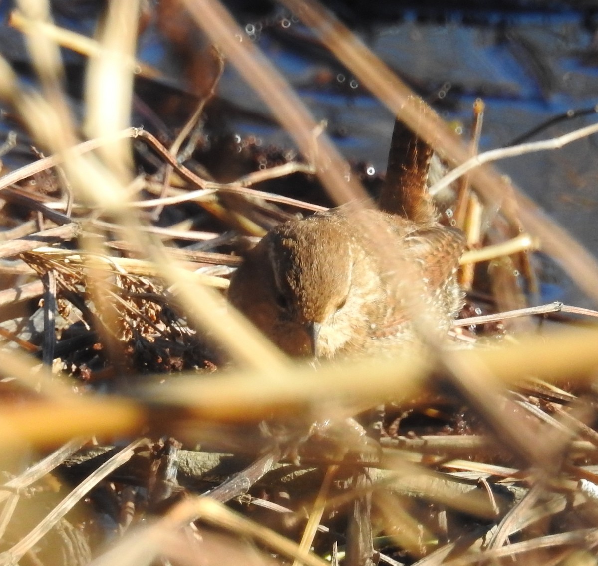 Winter Wren - ML627948113