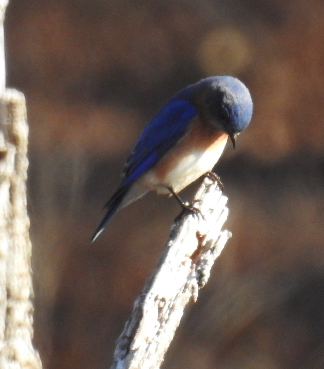 Eastern Bluebird - ML627948116