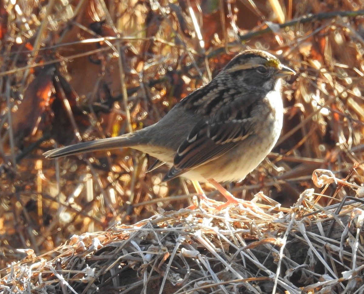 White-throated Sparrow - ML627948119