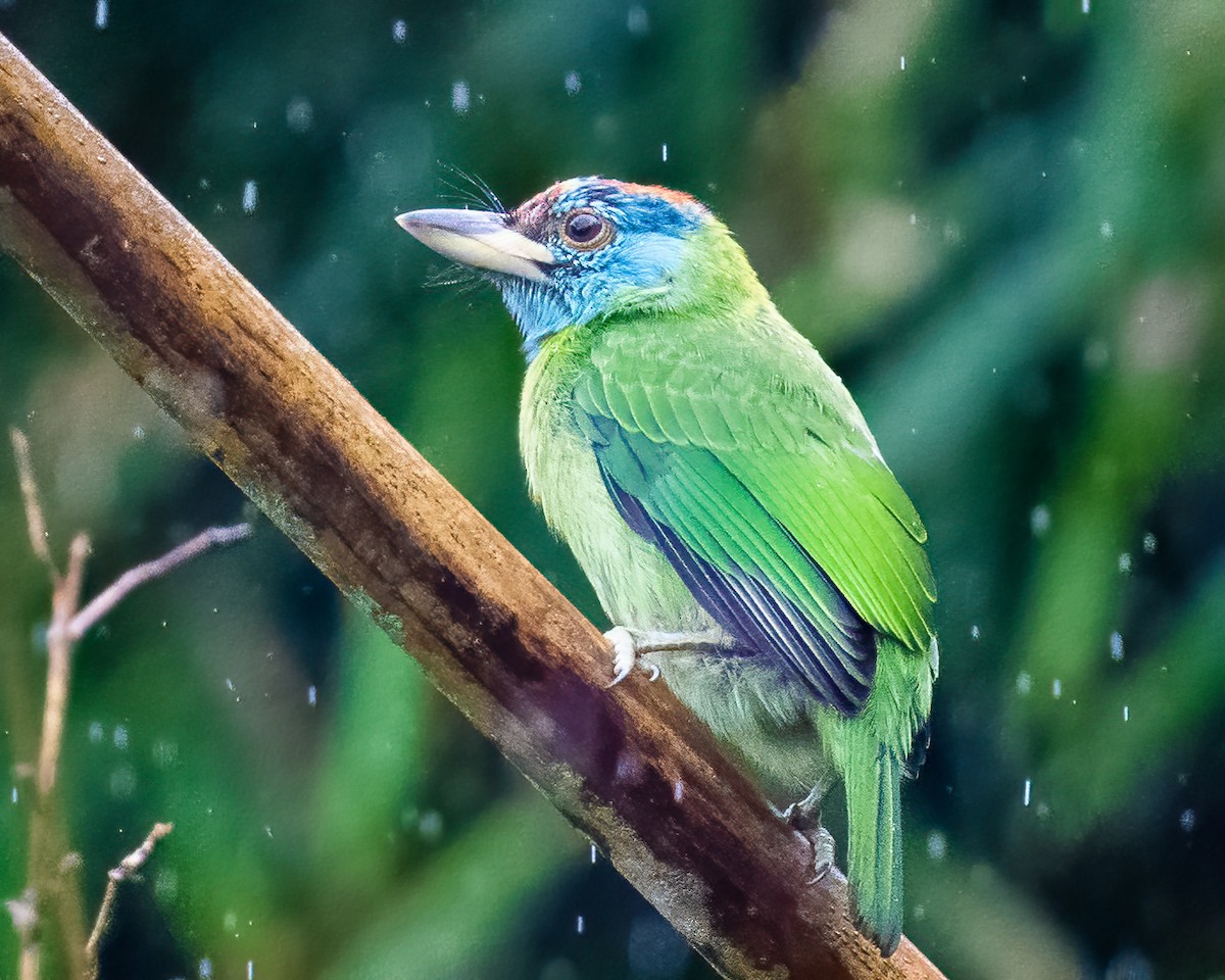 Blue-throated Barbet - ML627948126