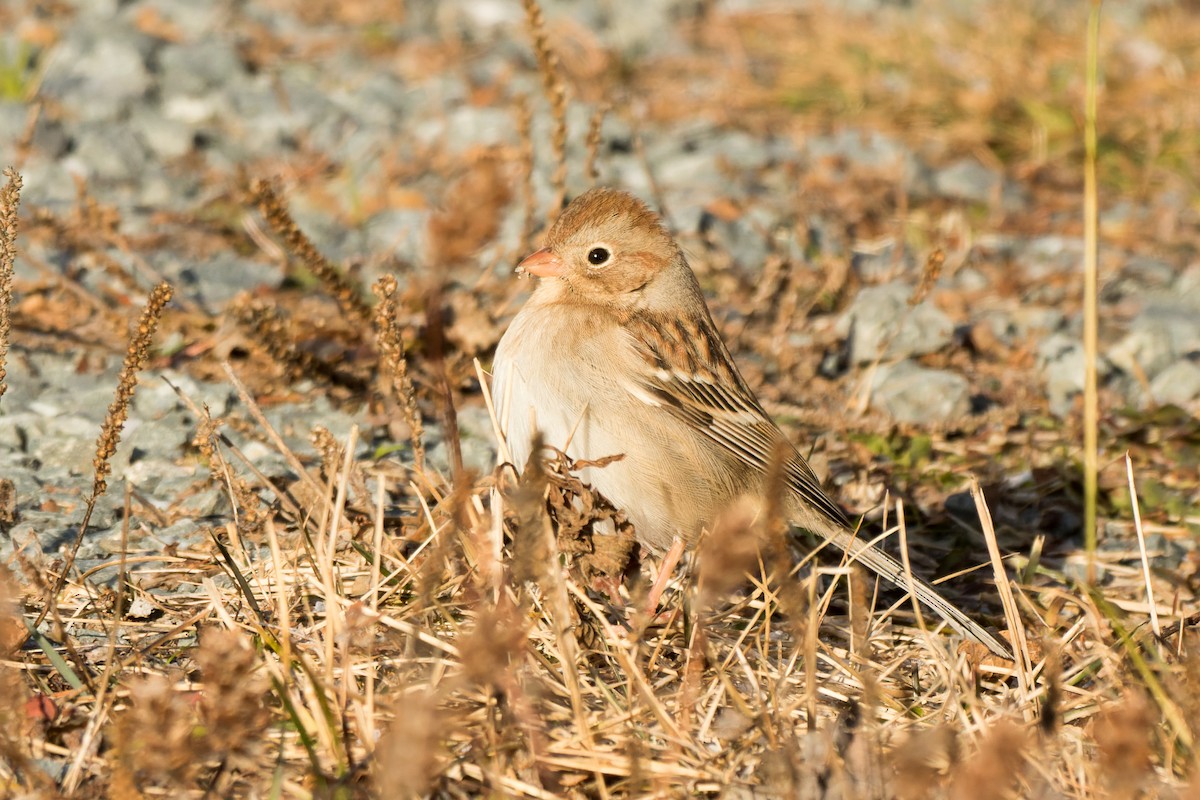 Field Sparrow - ML627948144